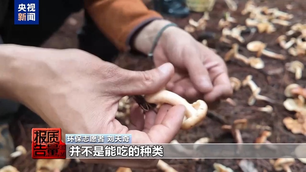 每周质量报告丨云南大理“采菌游”爆火 无序采摘已引发多起警情