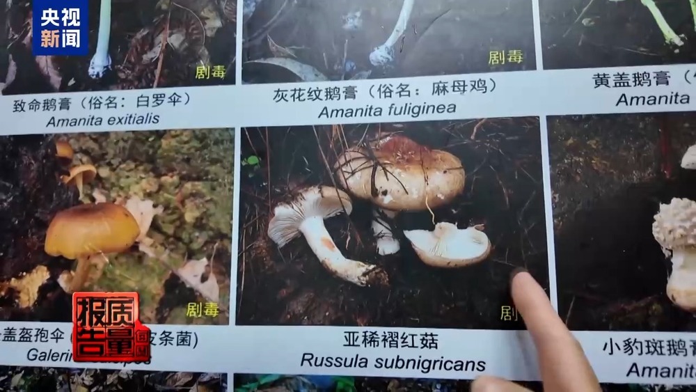 每周质量报告丨云南大理“采菌游”爆火 无序采摘已引发多起警情