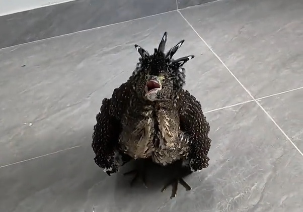 女子上班途中捡到丑萌怪鸟,怒目圆睁,频频凶人 女子上班途中捡到丑萌怪鸟,怒目圆睁,频频凶人