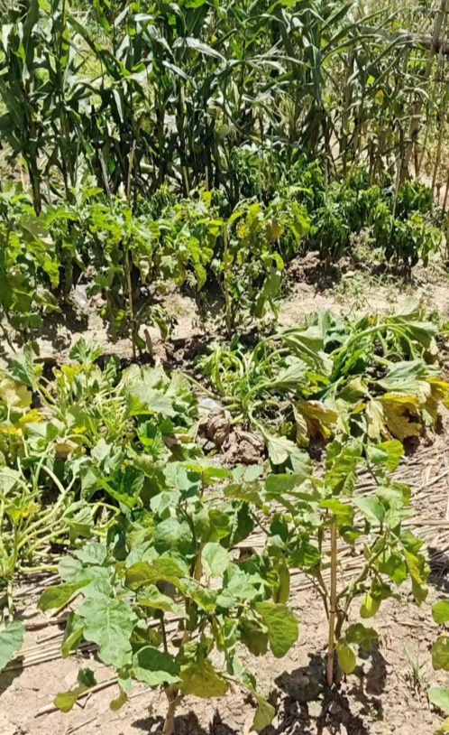 报复性喷洒农药致邻居一家中毒，66岁老太被行拘！