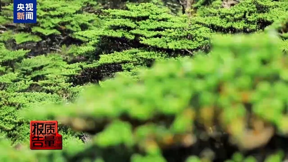 每周质量报告丨云南大理“采菌游”爆火 无序采摘已引发多起警情