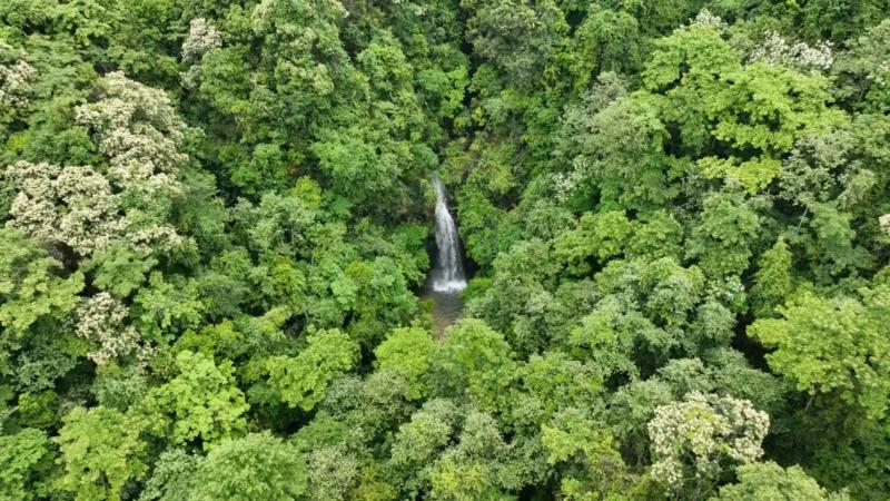 江西信丰：守护自然资源 金盆山国家森林公园成避暑胜地