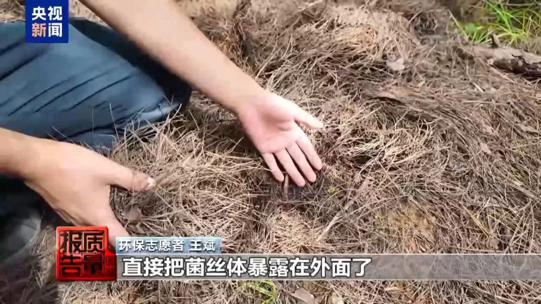 蘑菇可能“断子绝孙”！云南大理发布通告：禁止这些行为