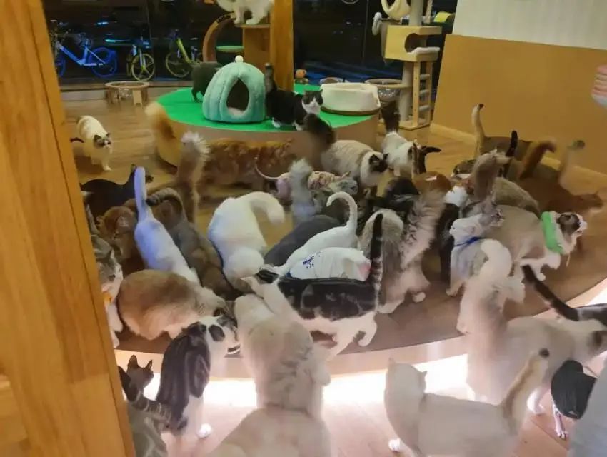 “00后”女生在撸宠馆被猫抓伤花了2859元，商家称已张贴免责公告不赔，法院判了