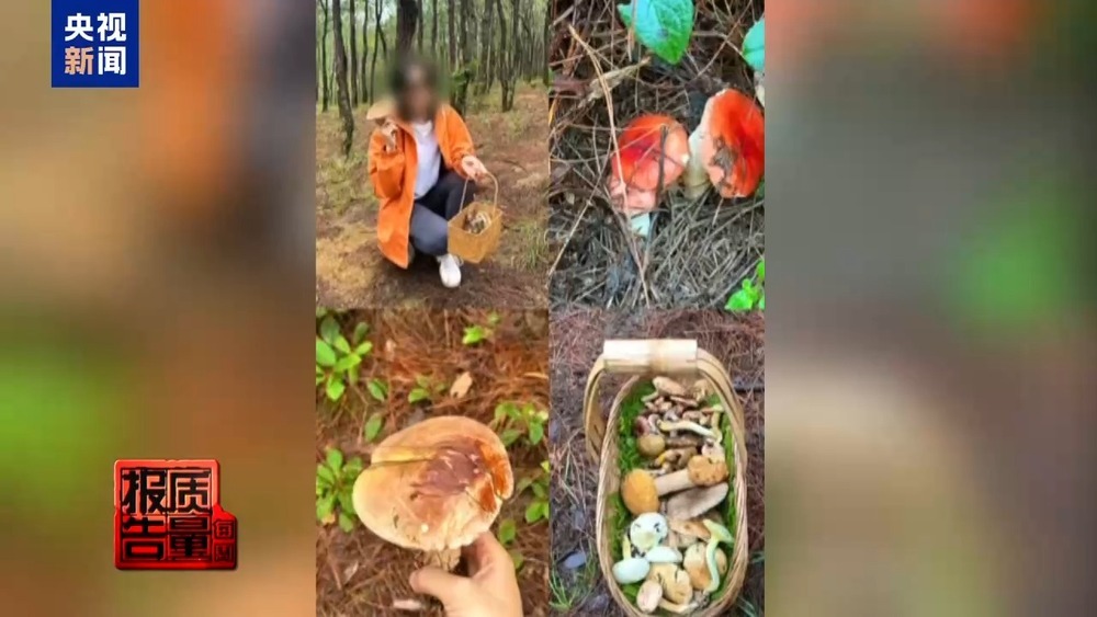 每周质量报告丨云南大理“采菌游”爆火 无序采摘已引发多起警情