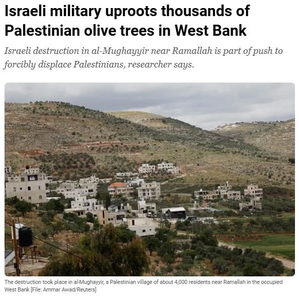 以军大规模拔除巴勒斯坦橄榄树 以军大规模拔除巴勒斯坦橄榄树