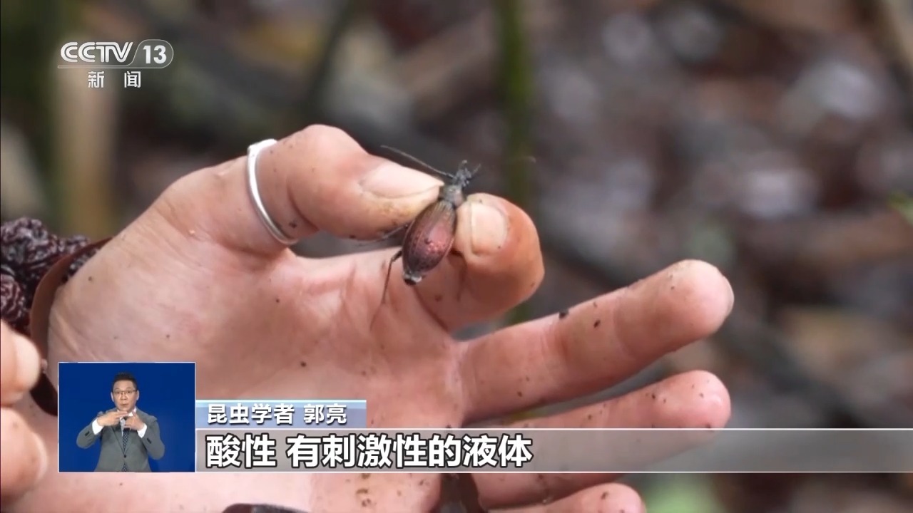 “昆虫巨人”、伪装者、长跑健将……一起来看武夷山的神奇昆虫