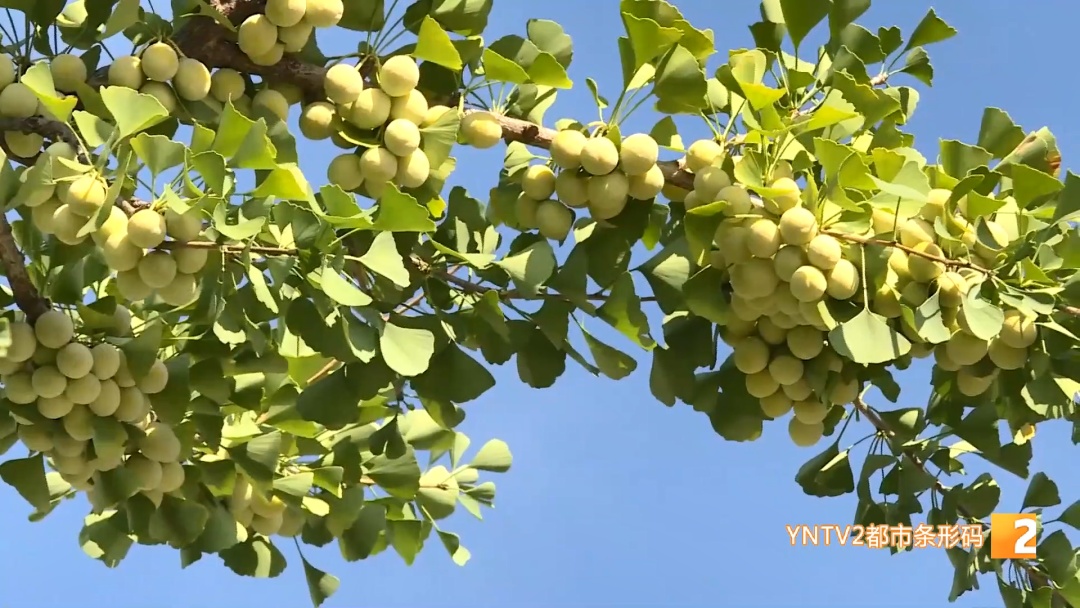 路边“黄金果”别乱摘！绿化部门紧急提醒：有毒！