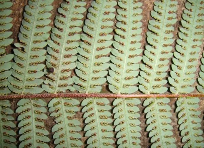 收到朋友送的“金毛”，上海男子吓得报警！结果让所有人都意外…