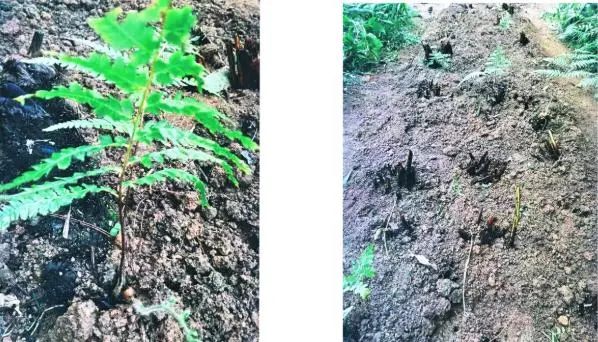 收到朋友送的“金毛”，上海男子吓得报警！结果让所有人都意外…