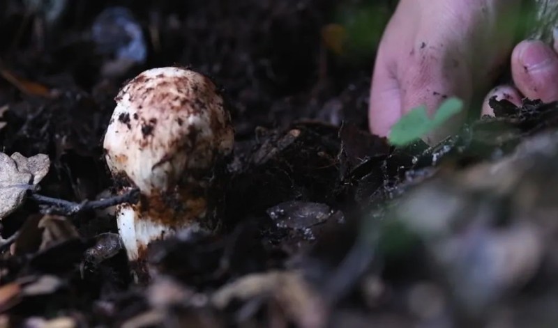 四川甘孜州雅江县：在生态保护中端稳“生态饭碗”