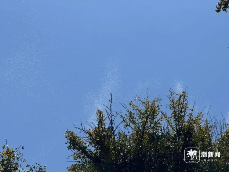 杭州西湖边的树都热“冒烟”了?专家揭秘真相:是蚊子的交配信号! 杭州西湖边的树都热“冒烟”了?专家揭秘真相:是蚊子的交配信号!