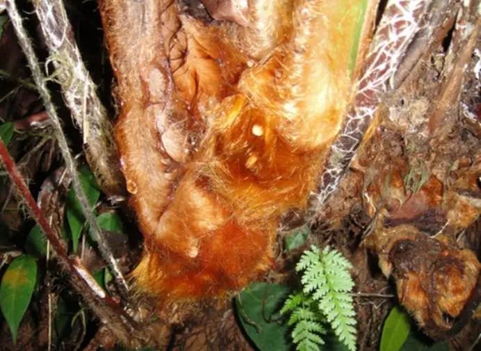 收到朋友送的“金毛”，上海男子吓得报警！结果让所有人都意外…