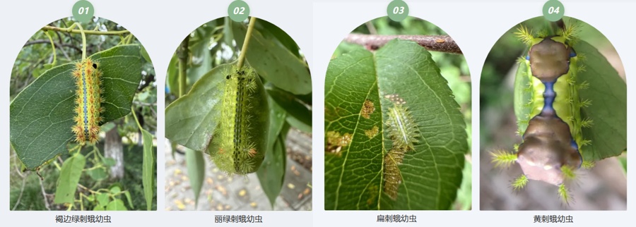 不要碰！上海有人已中招，刺痛灼烧感犹如被针扎并注入辣椒水