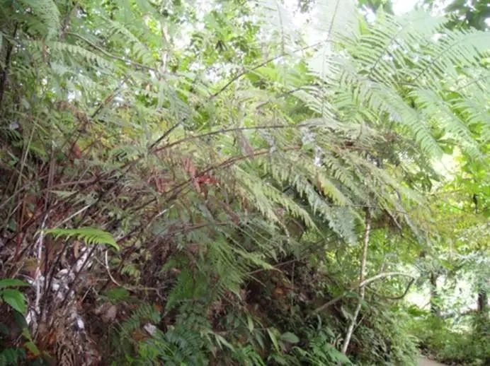 收到朋友送的“金毛”，上海男子吓得报警！结果让所有人都意外…