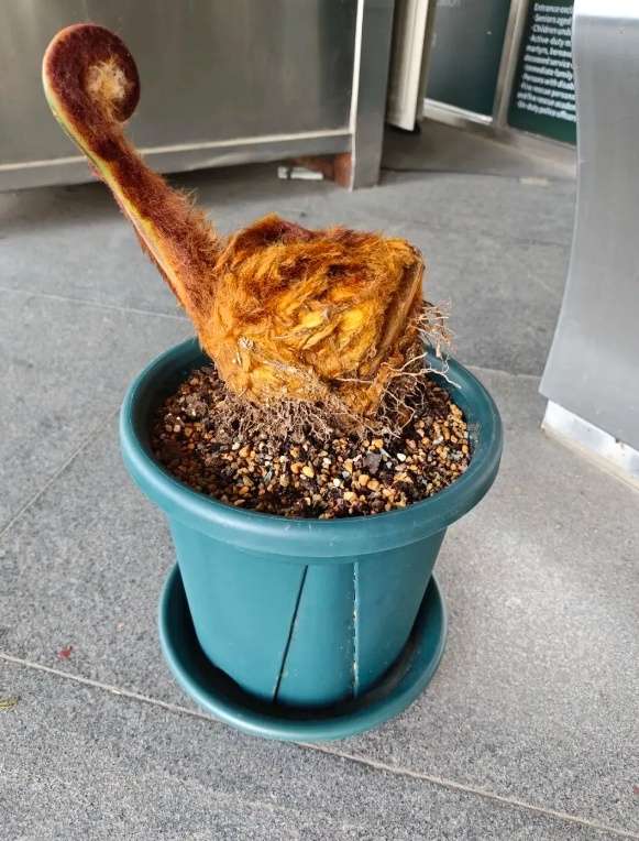 收到朋友送的“金毛”，上海男子吓得报警！结果让所有人都意外…