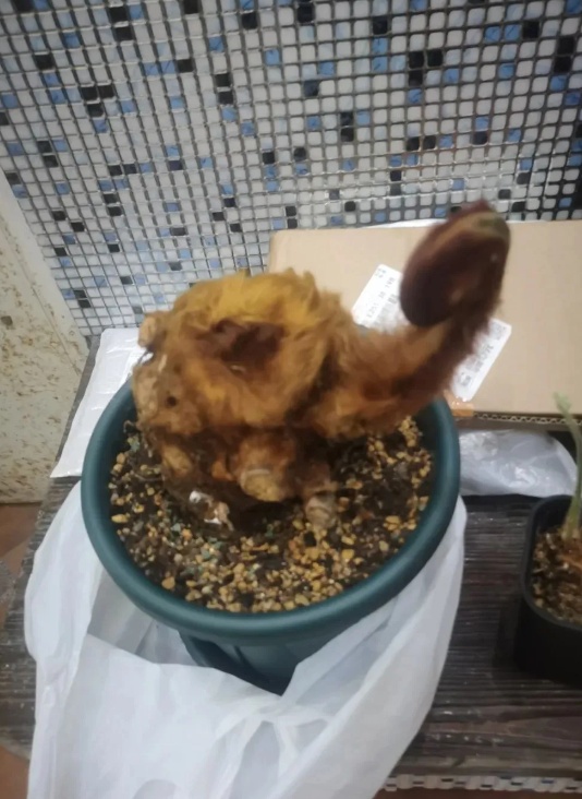 收到朋友送的“金毛”，上海男子吓得报警！结果让所有人都意外…