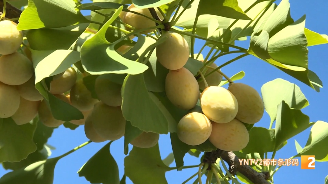 路边“黄金果”别乱摘！绿化部门紧急提醒：有毒！