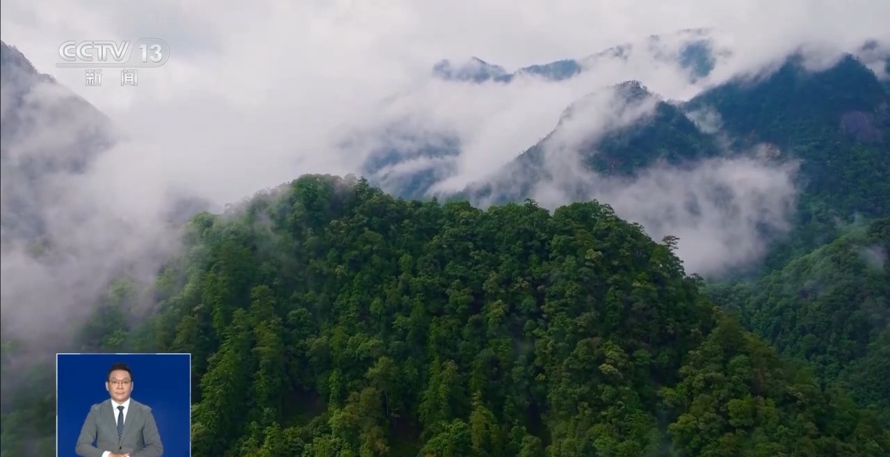 “昆虫巨人”、伪装者、长跑健将……一起来看武夷山的神奇昆虫