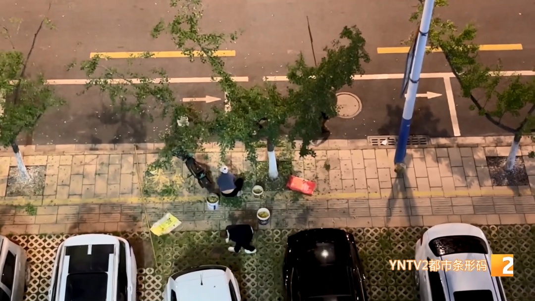 路边“黄金果”别乱摘！绿化部门紧急提醒：有毒！