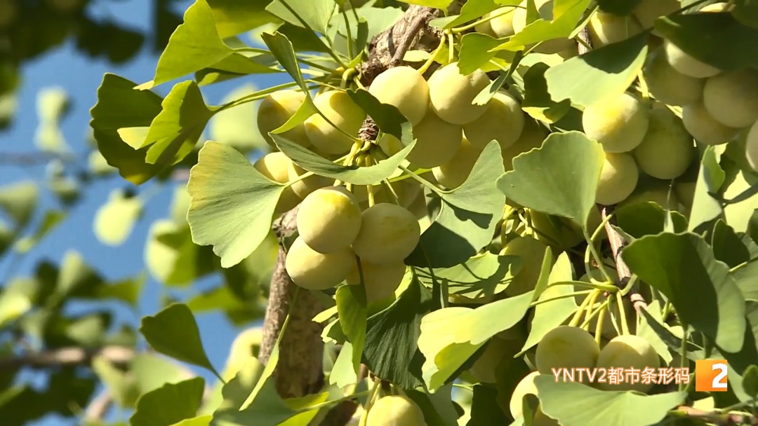 路边“黄金果”别乱摘！绿化部门紧急提醒：有毒！