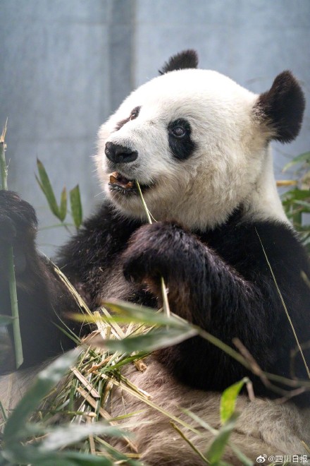 大熊猫“竹韵”和“新月”返回四川