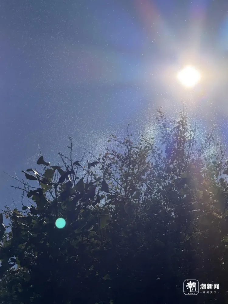 杭州西湖边的树都热“冒烟”了?专家揭秘真相:是蚊子的交配信号! 杭州西湖边的树都热“冒烟”了?专家揭秘真相:是蚊子的交配信号!