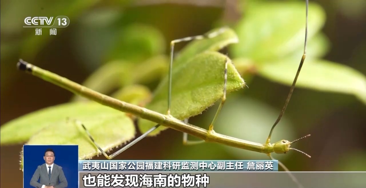 “昆虫巨人”、伪装者、长跑健将……一起来看武夷山的神奇昆虫