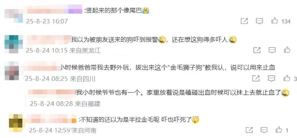 收到朋友送的“金毛”，上海男子吓得报警！结果让所有人都意外…