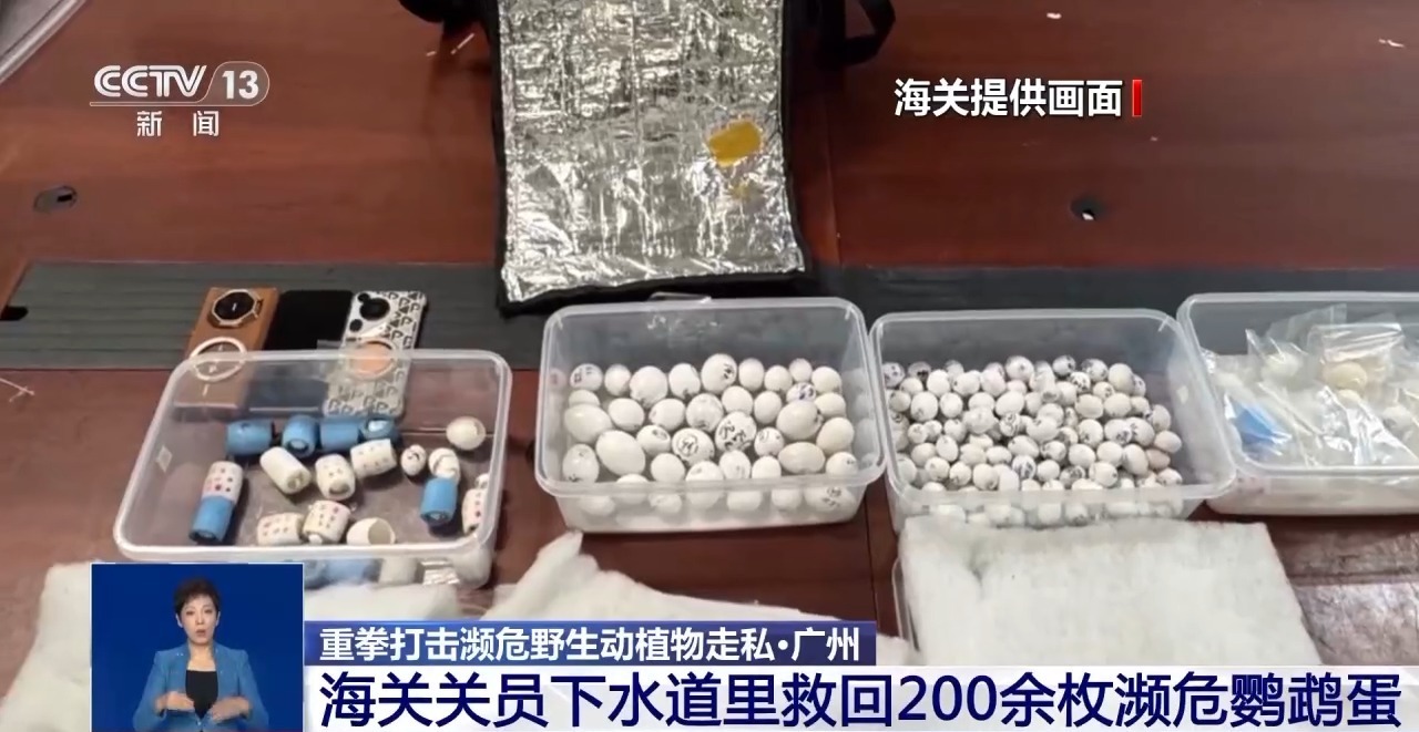 重拳打击走私犯罪 海关总署查获濒危野生动植物制品479吨 重拳打击走私犯罪 海关总署查获濒危野生动植物制品479吨
