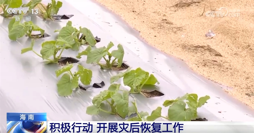 台风“剑鱼”对海南影响趋于结束 当地积极开展灾后恢复工作