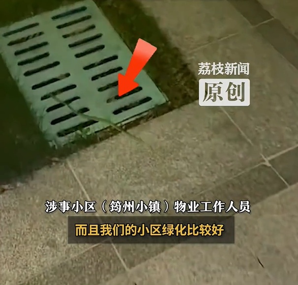 广东一小区内大蛇小蛇到处溜达!物业回应“蛇患”严重 广东一小区内大蛇小蛇到处溜达!物业回应“蛇患”严重