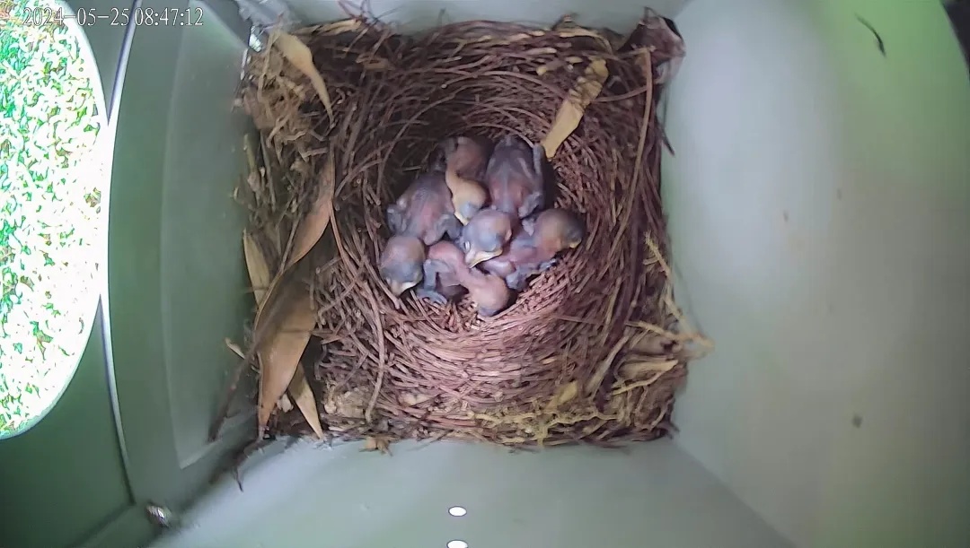 路灯当鸟窝?深圳首创! 路灯当鸟窝?深圳首创!