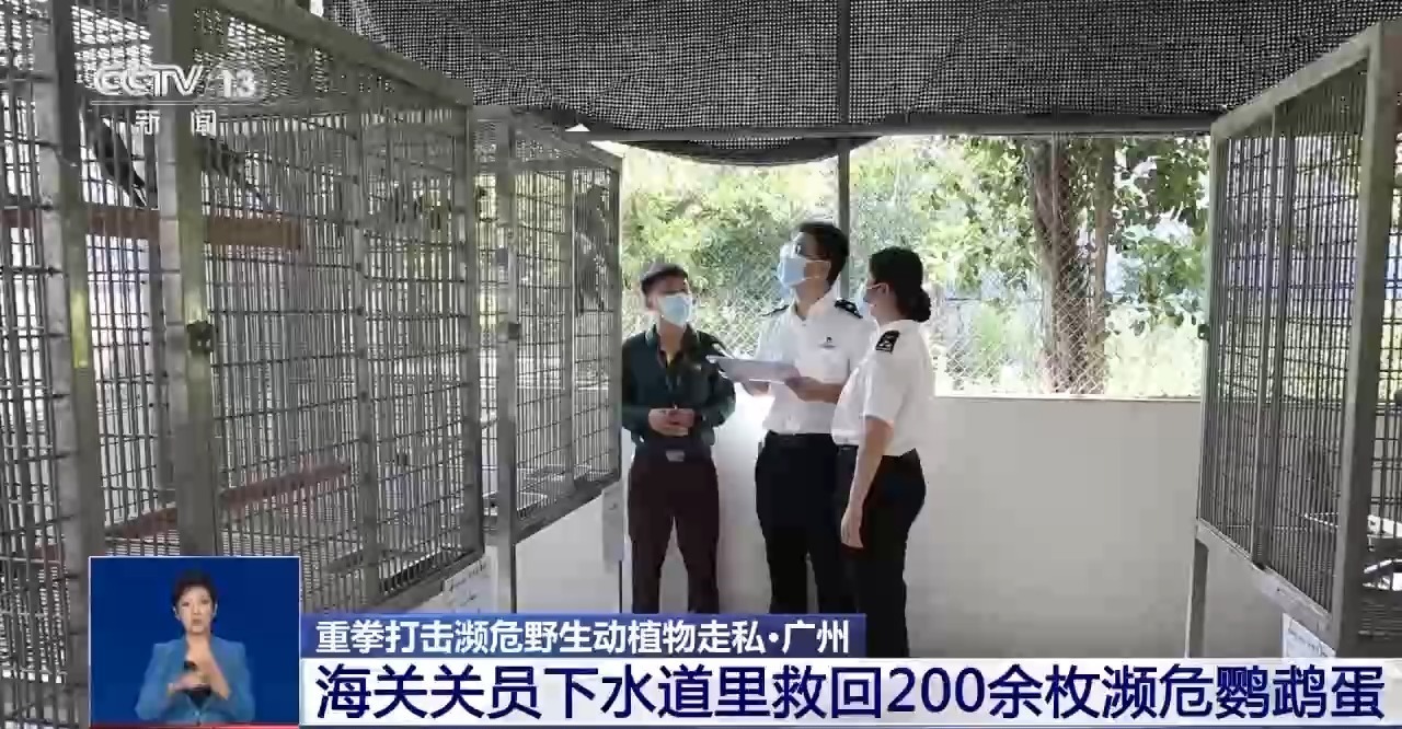 重拳打击走私犯罪 海关总署查获濒危野生动植物制品479吨 重拳打击走私犯罪 海关总署查获濒危野生动植物制品479吨