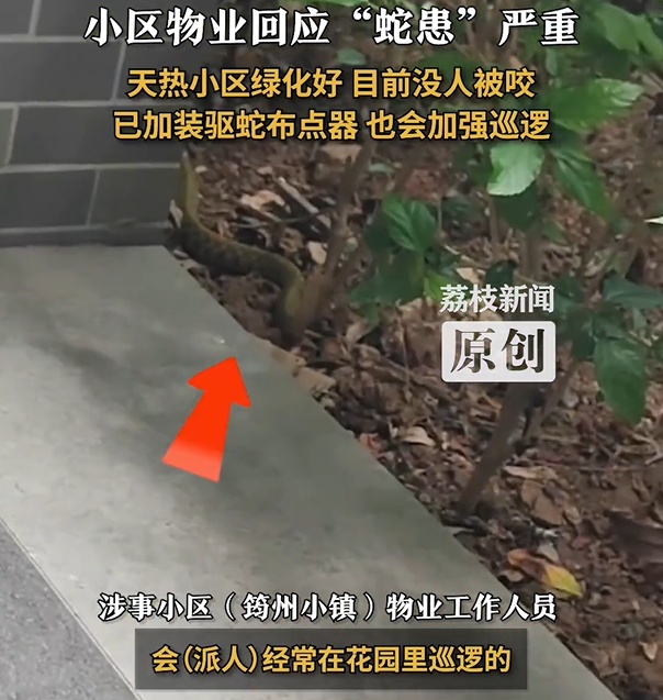 广东一小区内大蛇小蛇到处溜达!物业回应“蛇患”严重 广东一小区内大蛇小蛇到处溜达!物业回应“蛇患”严重