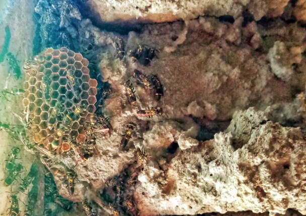 别招惹！广东一老人中招，不幸去世