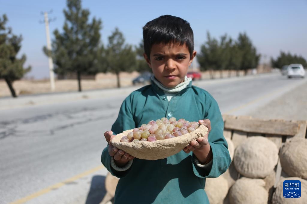 千年泥罐“康伽纳”:阿富汗人的葡萄保鲜智慧 千年泥罐“康伽纳”:阿富汗人的葡萄保鲜智慧