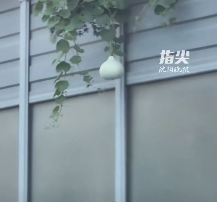 沈阳二环违停摘葫芦男子道歉！交警：罚款200元扣9分