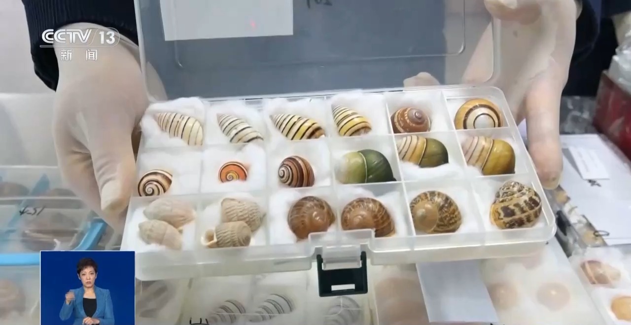 重拳打击走私犯罪 海关总署查获濒危野生动植物制品479吨 重拳打击走私犯罪 海关总署查获濒危野生动植物制品479吨