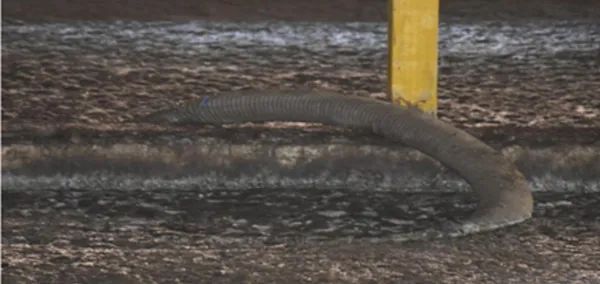 3人猪粪池中毒溺亡，9人被处理