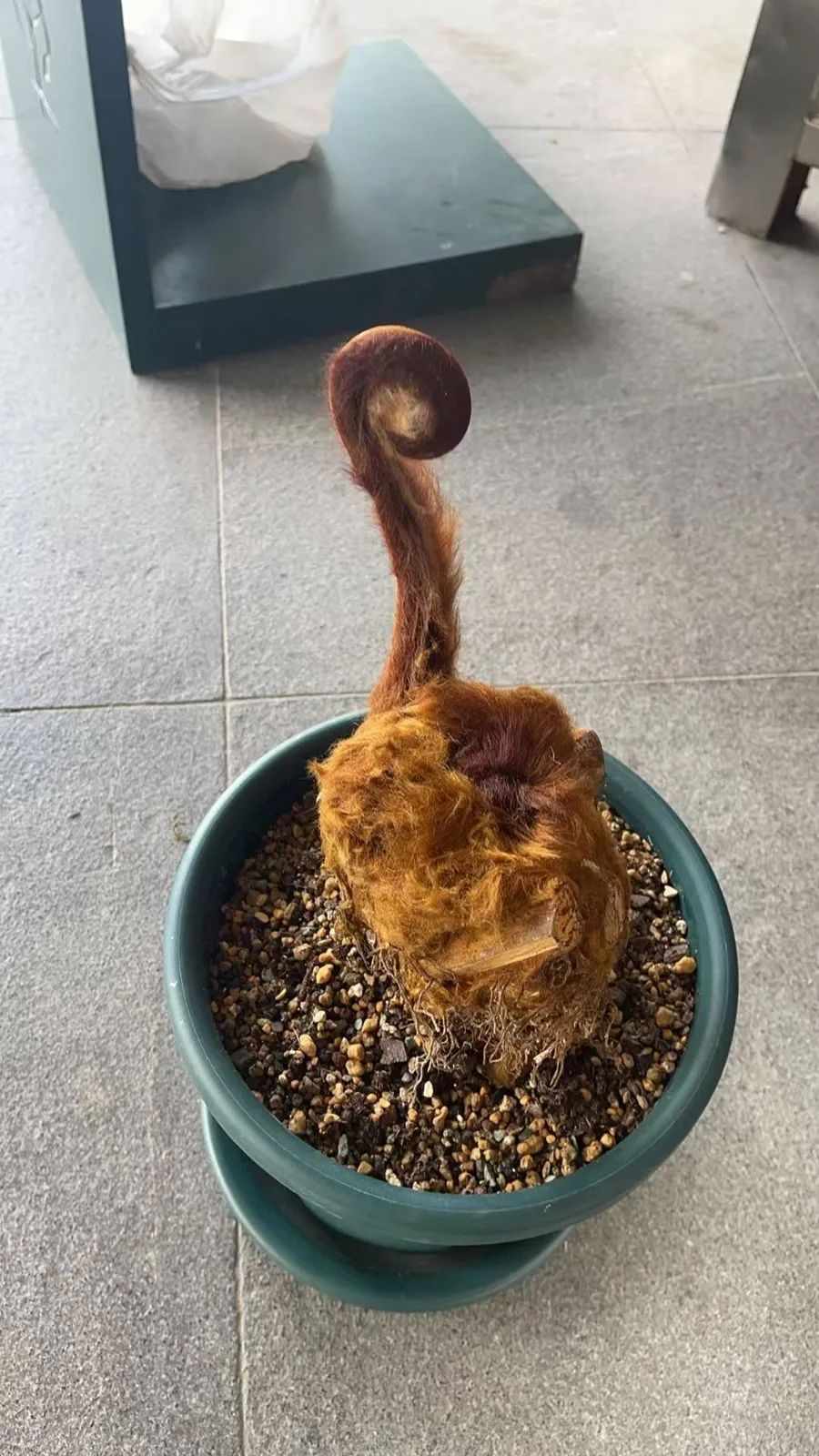 上海市民收到一只“金毛狗”，一查吓一跳，竟是国家二级保护植物……