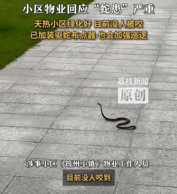 广东一小区内大蛇小蛇到处溜达!物业回应“蛇患”严重 广东一小区内大蛇小蛇到处溜达!物业回应“蛇患”严重