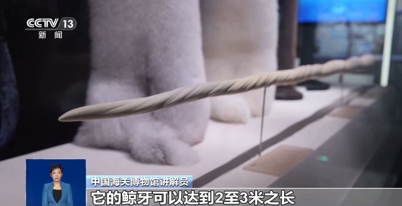 重拳打击走私犯罪 海关总署查获濒危野生动植物制品479吨 重拳打击走私犯罪 海关总署查获濒危野生动植物制品479吨