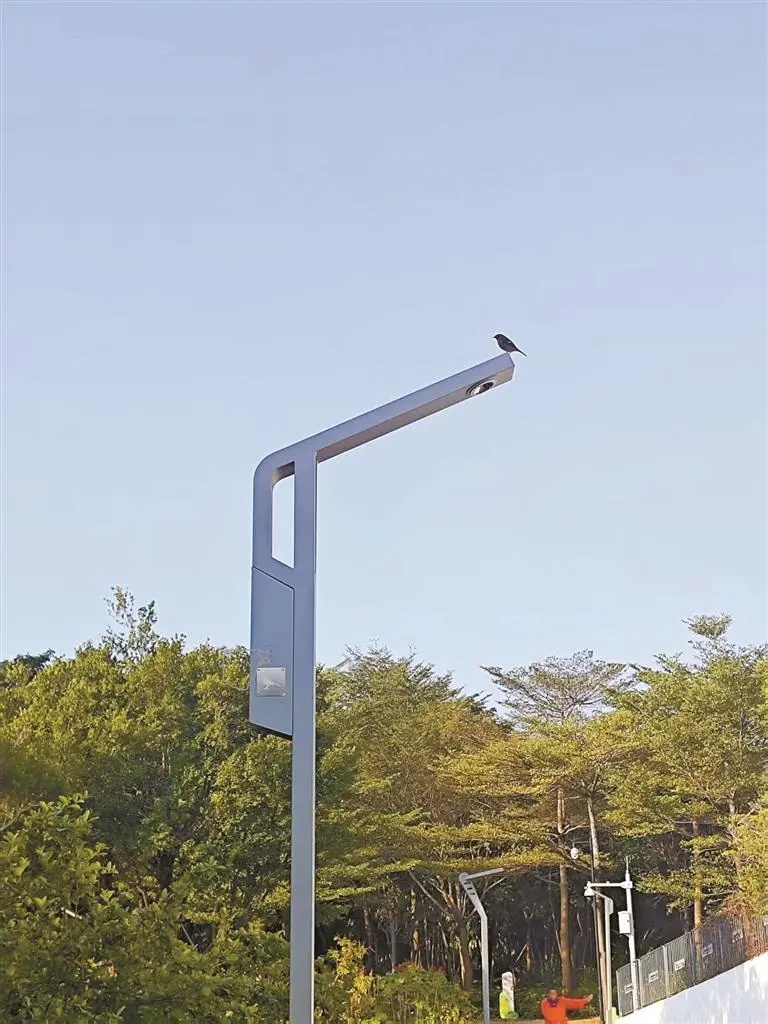 路灯当鸟窝?深圳首创! 路灯当鸟窝?深圳首创!