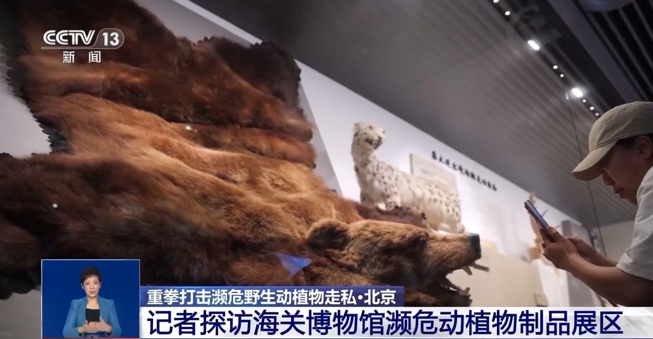 重拳打击走私犯罪 海关总署查获濒危野生动植物制品479吨 重拳打击走私犯罪 海关总署查获濒危野生动植物制品479吨