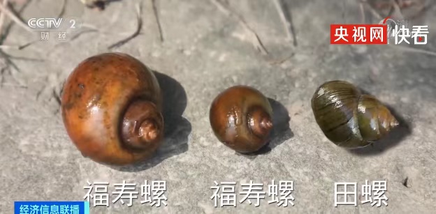 别吃！寄生虫多达6000条！浙江一地大量出现，看到立刻上报