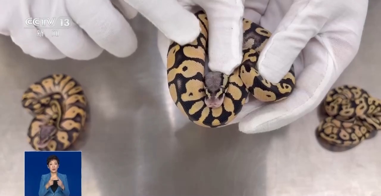 重拳打击走私犯罪 海关总署查获濒危野生动植物制品479吨 重拳打击走私犯罪 海关总署查获濒危野生动植物制品479吨