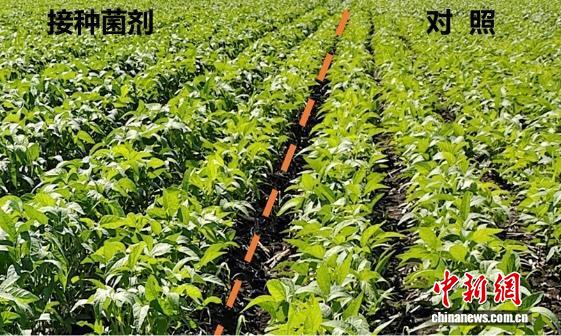 沪科研团队因揭晓“聪明的植物如何提高营养吸收”获奖