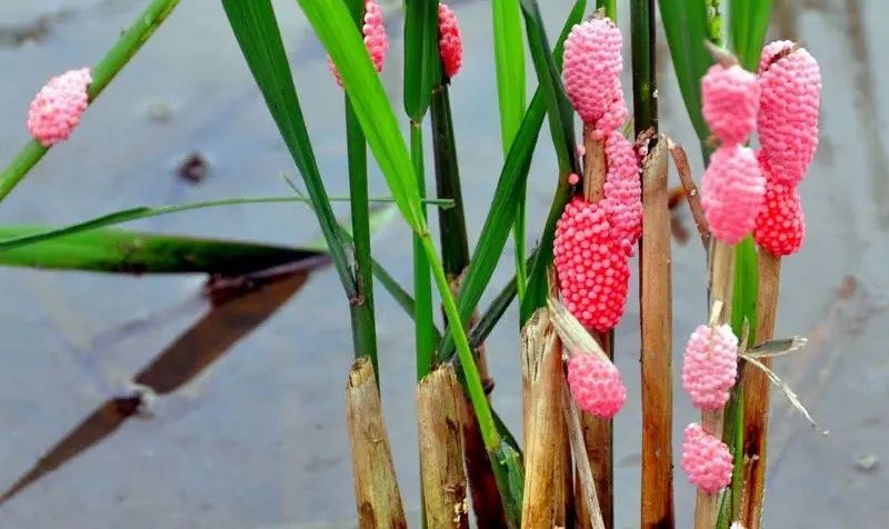 别吃!寄生虫达上千条 正大量出现 别吃!寄生虫达上千条 正大量出现
