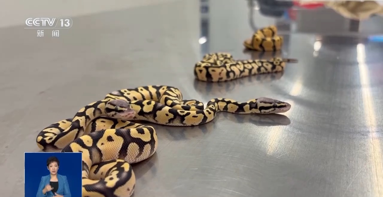 重拳打击走私犯罪 海关总署查获濒危野生动植物制品479吨 重拳打击走私犯罪 海关总署查获濒危野生动植物制品479吨